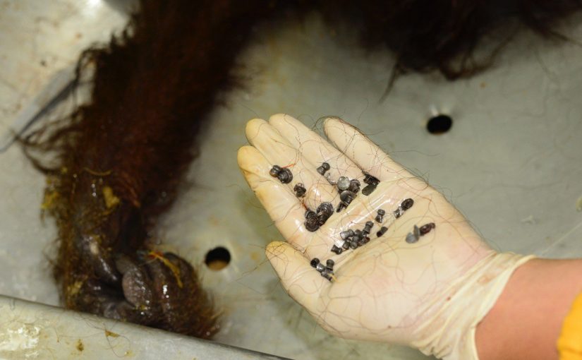 Orangutan Kaltim Mati Karena Tembakan Dan Bekas Luka Tusuk
